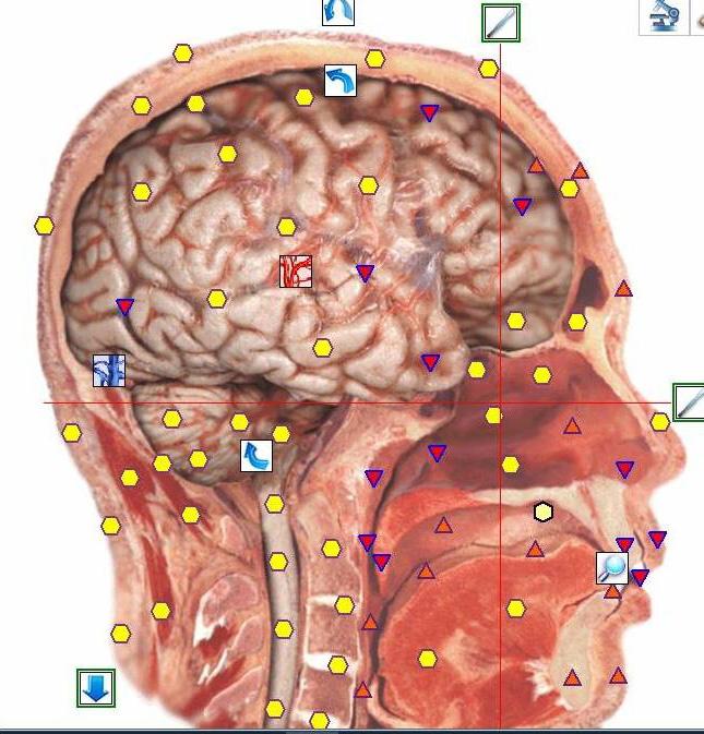 https://www.bioresonancescans.com/wp-content/uploads/2023/06/head.jpg